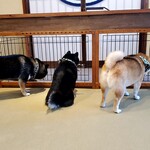 鎌倉乃豆柴カフェ - 