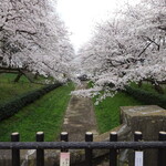 ZakkaCafe Rose House - 権現堂　桜