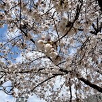 飛行船スタイル 南條 - 靱公園