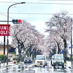 滝乃家 - 行く途中近所の桜が満開でした。