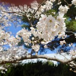 らーめん 紫龍 - 2023年3月　綺麗な桜