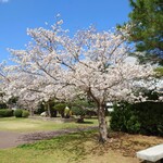 らーめん 紫龍 - 2023年3月　桜が満開でした