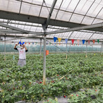 かしまハーベスト - 