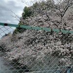 花のや - 桜