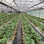 かしまハーベスト - 