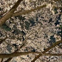Plaiga TOKYO - 