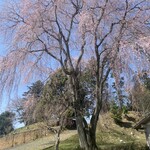 Kyou Bu An - 五分咲きかな
      出逢い桜、蕎麦屋さんから車で一分ほど