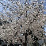 パパパパ ベーカリー - お店近くの一本桜が満開でした♪