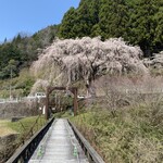 京蕪庵 - 参考写真、吊り橋の枝垂桜ここも七分
            早いなぁ
            