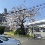 和久 - 前のお宅の桜
