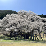 道の駅パレットピアおおの - 薄墨桜