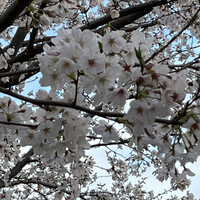 焼鶏あきら 中目黒本店 - 