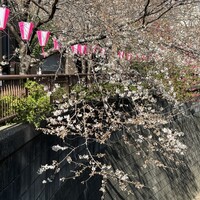 焼鶏あきら 中目黒本店 - 