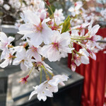 Petit Restrant Giro - 御霊神社の桜