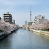 つくし - ◎スカイツリーと桜