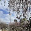 shinshuuba-muku-henkouboutemariya - しだれ桜が満開の国宝松本城