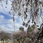 信州バームクーヘン工房 てまりや - しだれ桜が満開の国宝松本城