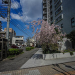 宝来家 - 近傍（ちかく）の"櫻（さくら）"