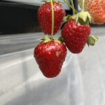 姫路ハートフル観光農園 - 