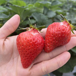 姫路ハートフル観光農園 - 