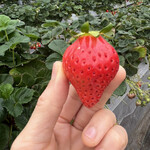 姫路ハートフル観光農園 - 