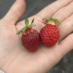 姫路ハートフル観光農園 - 