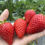 姫路ハートフル観光農園 - 