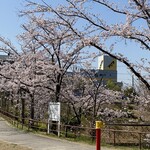 Kurowassan - 向かいの公園の桜が満開でお店の窓からも見えます