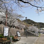 港屋 千兵衛 - 桜が綺麗です