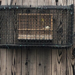 かなめ寿司 - 鳥籠