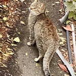 ラフ&タフ コーヒースタンド - ニャンコ