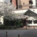 喫茶ステレオ - 2023/03/31.桜満開.