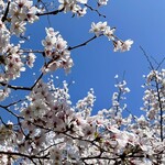 Nikuryouri Fukunaga - 晴天の小春日和、JR守山駅から歩いて桜通りを散策