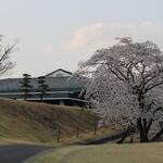鹿沼72カントリークラブ レストラン - 3月下旬から桜がキレイです