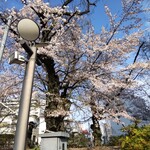Tarada Seinikuten - 高崎の桜