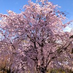 Tarada Seinikuten - 高崎の桜
