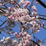 ラ シャンブル - お店の近くの街路樹が一本だけ枝垂れ桜