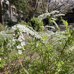 セガフレード・ザネッティ・エスプレッソ - 花も満開な五橋公園