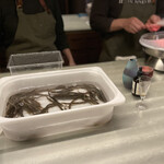 アントシカダ - 