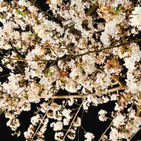 クラフタル - 目黒川帰路