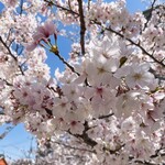北極星 - 土佐稲荷神社の桜