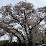 VEGEBOY KITCHEN - お店の前に桜の木