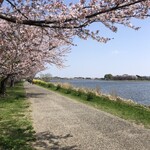 Kouraku - 葉桜一歩手前の散りザクラ。