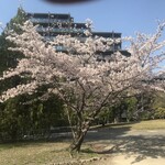 201179649 - 千中からの道で見つけた桜