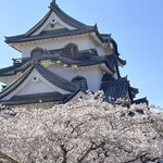201184576 - 桜満開の彦根城❤️