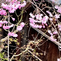 白碗竹快樓 祇園店 - 