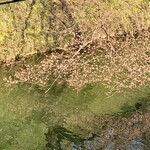 らー麺　Do・Ni・Bo - 霞城公園のお濠はまだ3分咲き