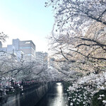 NAKAMEGURO TERRACE - 目黒川の桜