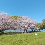 Teuchi Udon Hirata - 彩湖の桜①