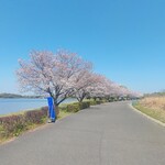 Teuchi Udon Hirata - 彩湖の桜②